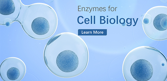 Enzyme für die Zellbiologie