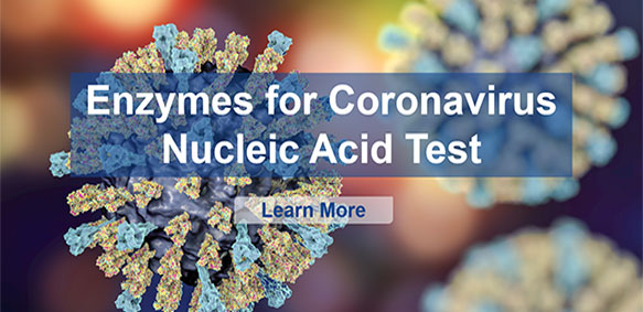 Enzyme für den Coronavirus-Nukleinsäuretest