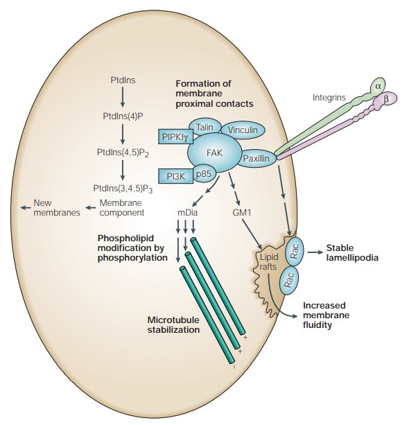 Fokale Adhäsionskinase beeinflusst Phospholipid- und Mikrotubulusstruktur