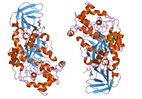 Struktur von alpha-L-Fucosidase.