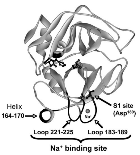 Schematische Darstellung der Kristallstruktur der katalytischen Domäne von Faktor Xa