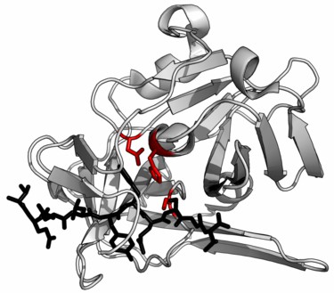 Proteasen