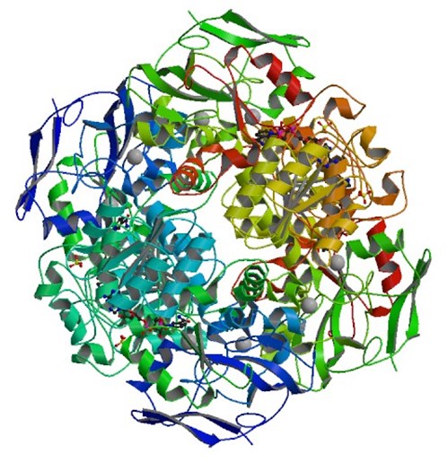 Struktur der Formaldehyddehydrogenase