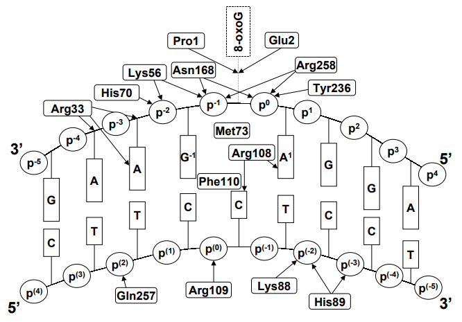 Schema der Fpg-DNA-Interaktionen
