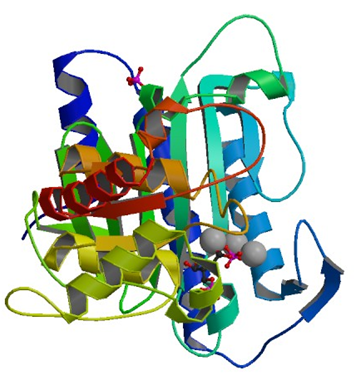 Enzymaktivitätsmessung für Fructose-Bisphosphatase