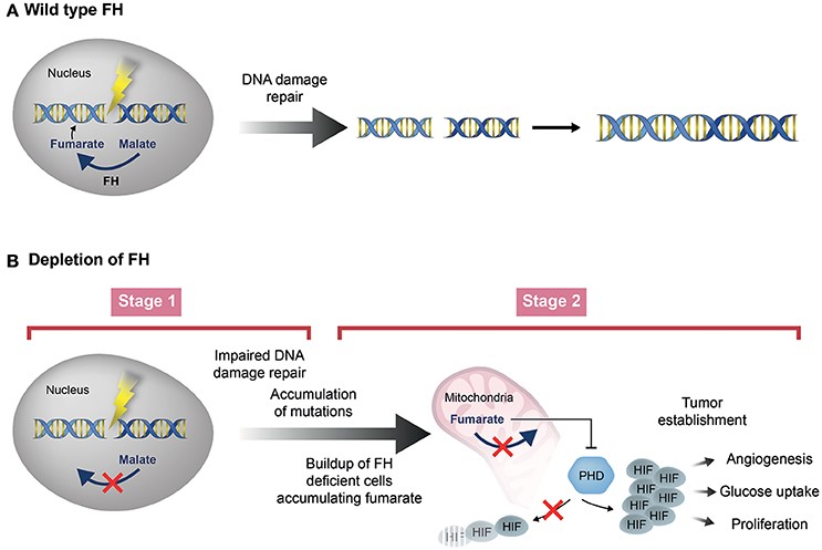 Zwei-Phasen-Modell der Fumarase-Depletion, die zur Tumorigenese führt
