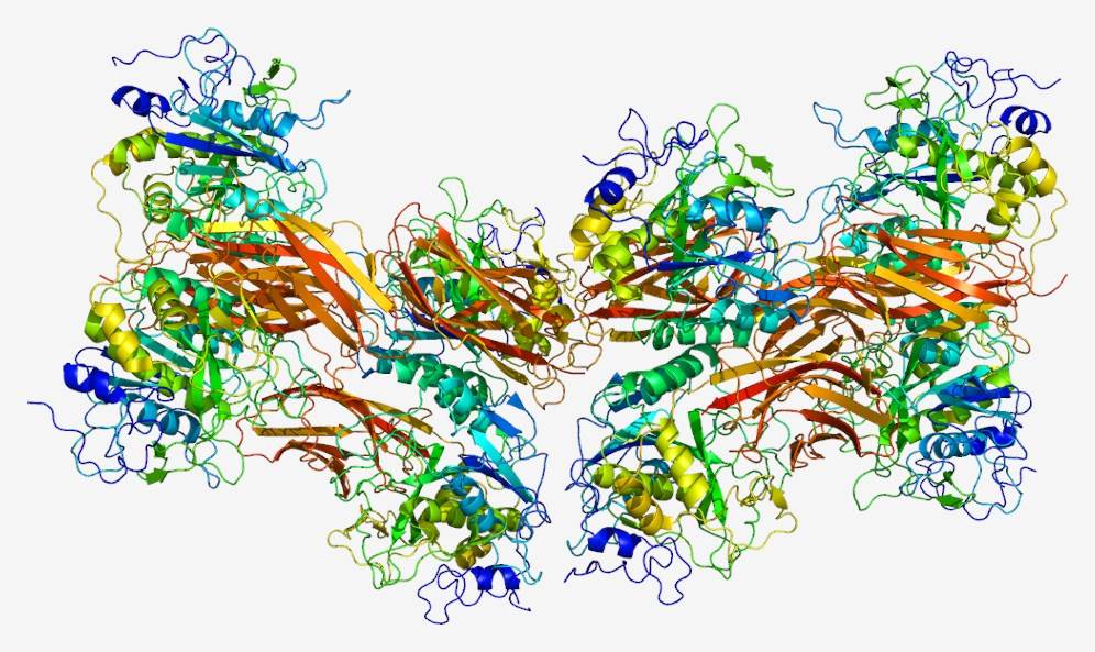Proteinstruktur von Furin