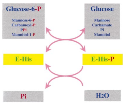 Reaktionsmechanismus von G6Pase