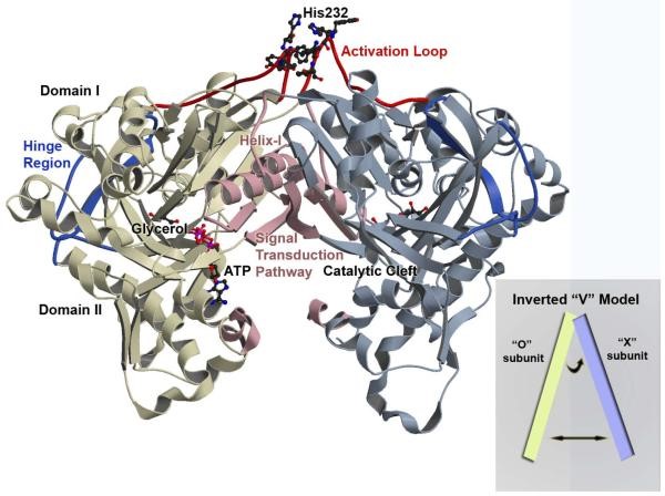 Übersicht über das Enterococcus casseliflavus GlpK O-X Dimer
