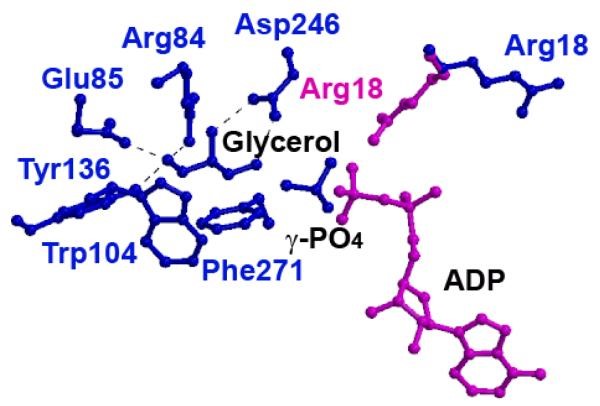 Glycerolbindungsstelle in His232Arg und His232Glu GlpK-Mutanten