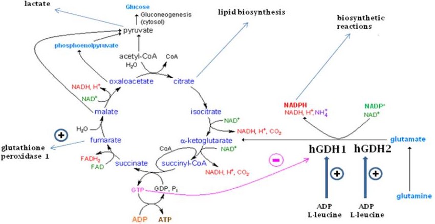 Der Glutamatdehydrogenase (GDH) Weg und die Funktion des Krebszyklus