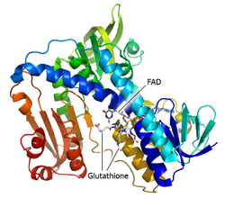 Proteinstruktur von GR.