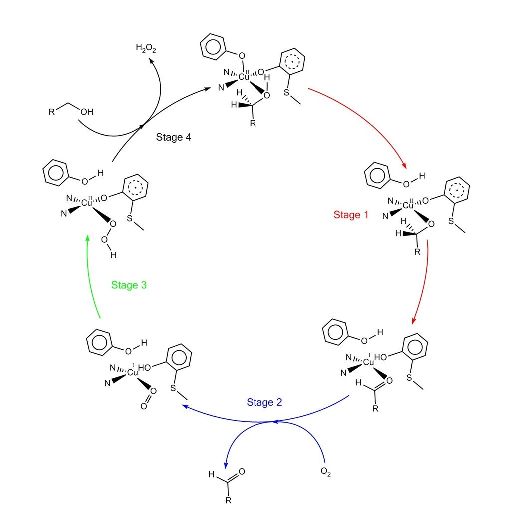 Galactose Oxidase
