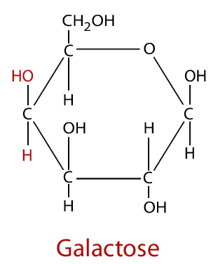 Proteinstruktur von Galactose.