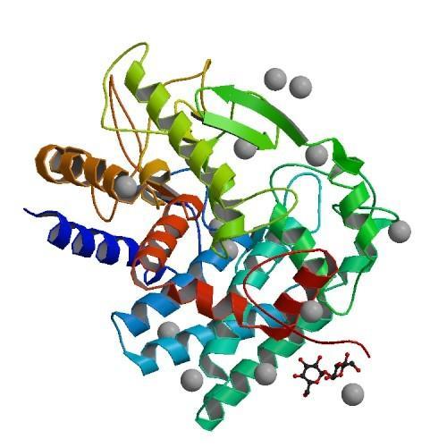 Enzymstruktur von Glucanase.