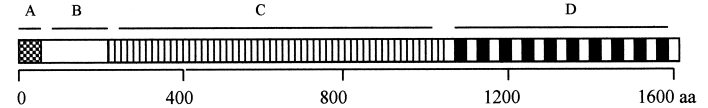 Schematische Struktur von Glucansucrasen, für die kodierende Gene kloniert wurden. A, Signalpeptid; B, variable Region; C, N-terminal katalytische Domäne; D, C-terminal Glucan-bindende Domäne