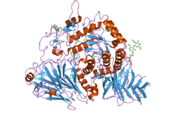 Proteinstruktur von Glucoamylase.
