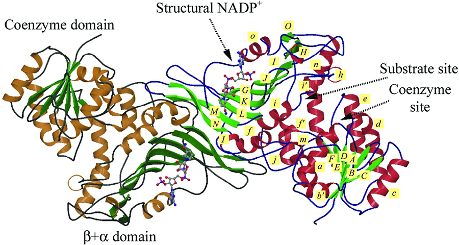 Glukose-6-phosphat-Dehydrogenase 