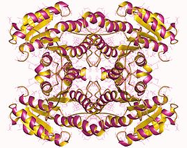 Proteinstruktur der Glukose-Dehydrogenase.
