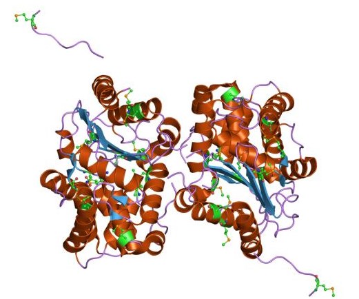 Enzymstruktur von Glutaminase.