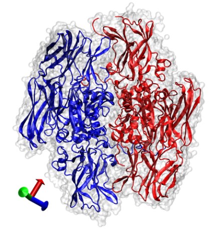 Enzymstruktur von Transglutaminase.