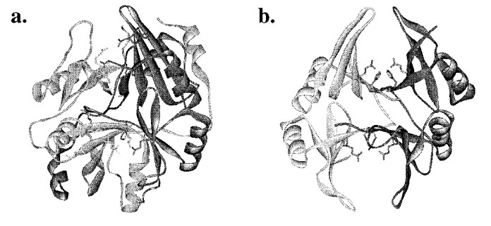 Feste Banddarstellungen der Kristallstrukturen von menschlicher und Escherichia coli Glyoxalase I
