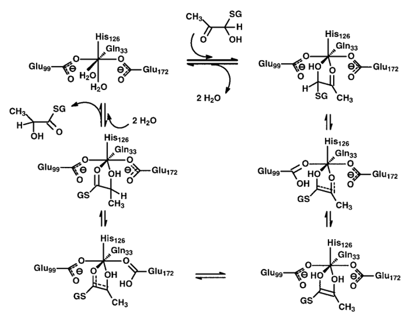 Katalytischer Mechanismus von menschlicher Glyoxalase I für die Isomerisierung des R-Hemithioacetals