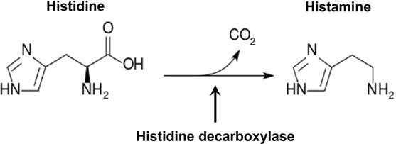 Histamin-Synthese 