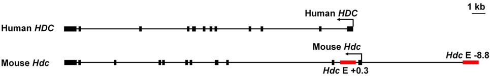 Genomische Strukturen des menschlichen und Maus-Histidindecarboxylase (HDC) Gens. Rote Balken zeigen die von uns beschriebenen Enhancer an.