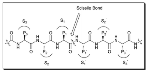 Standardnomenklatur P1⋯Pn, P1′⋯Pn′ wird verwendet, um Aminosäurereste von Peptidsubstraten zu bezeichnen