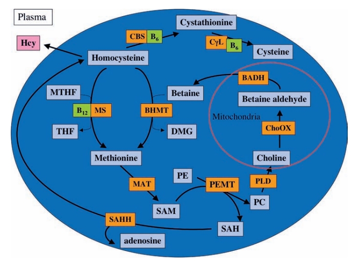 Homocysteinmetabolismus in der Leber 
