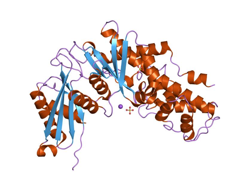Struktur von Hexokinase1.