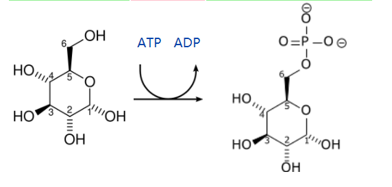Glukose wird von Hexokinase phosphoryliert