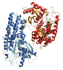 Hexokinase (ADP-abhängig)