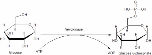 Hexokinase (ADP-abhängig)