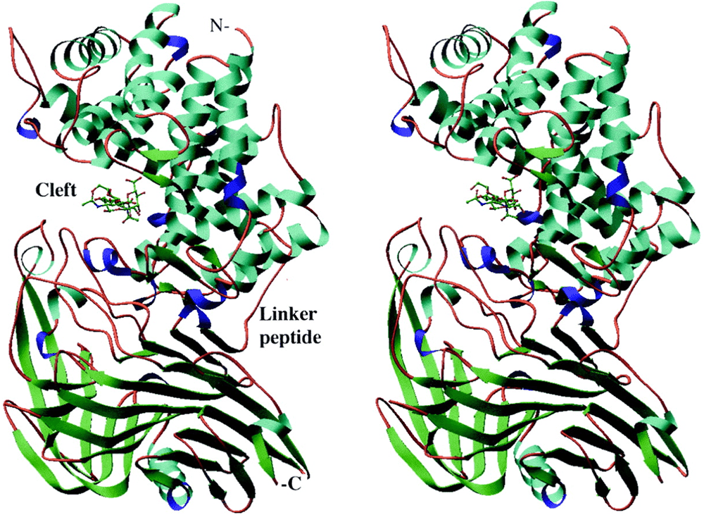 Hyaluronat-Lyase 