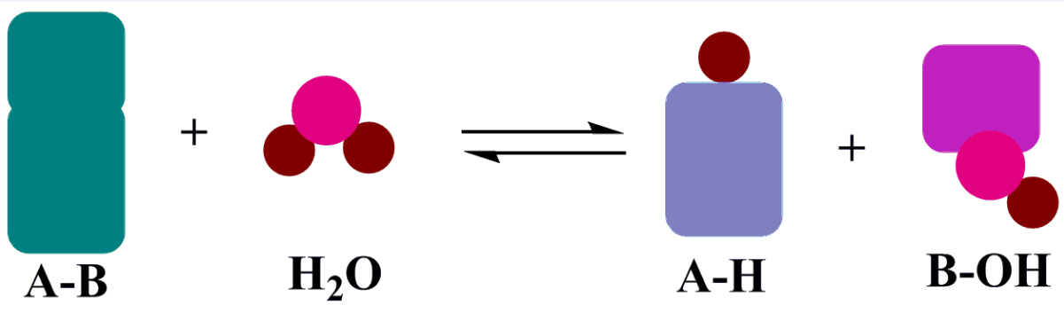 Hydrolase Einführung