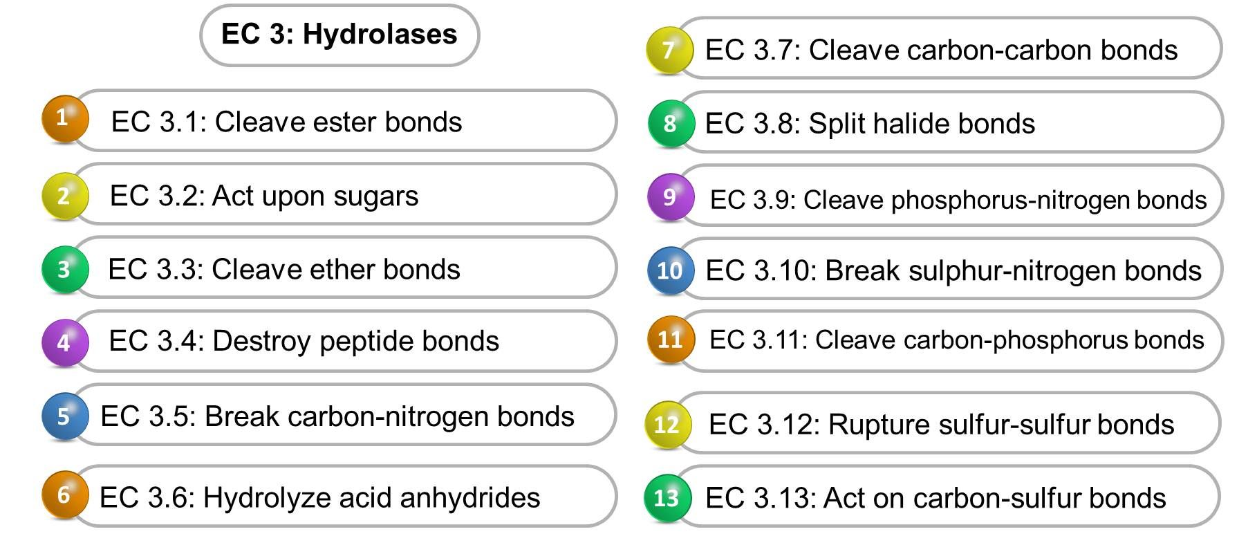 Hydrolase Einführung