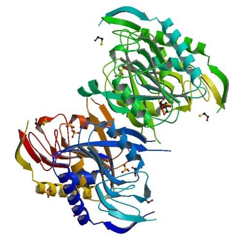 Abbildung: Die Kristallstruktur von HPRT aus Bacillus anthracis. PDB: 3O7M