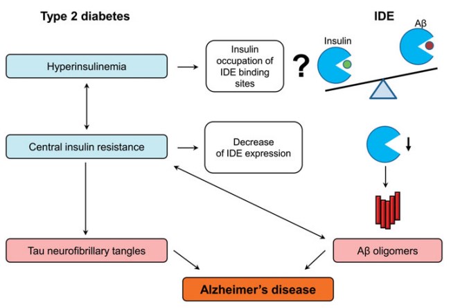 IDE als pathologischer Zusammenhang zwischen Typ-2-Diabetes und Alzheimer-Krankheit