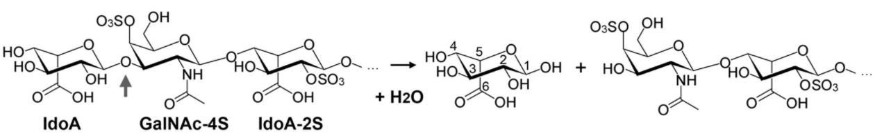 Reaktionsschema der Hydrolyse von Dermatansulfat, katalysiert durch Hidua