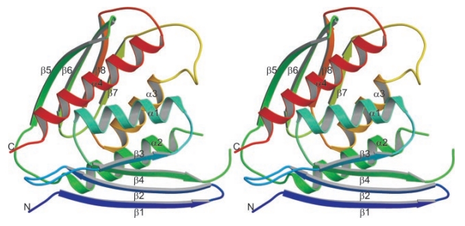 Polypeptid-Faltung von IGPD