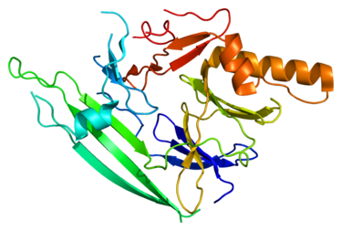 Proteinstruktur von IRE.