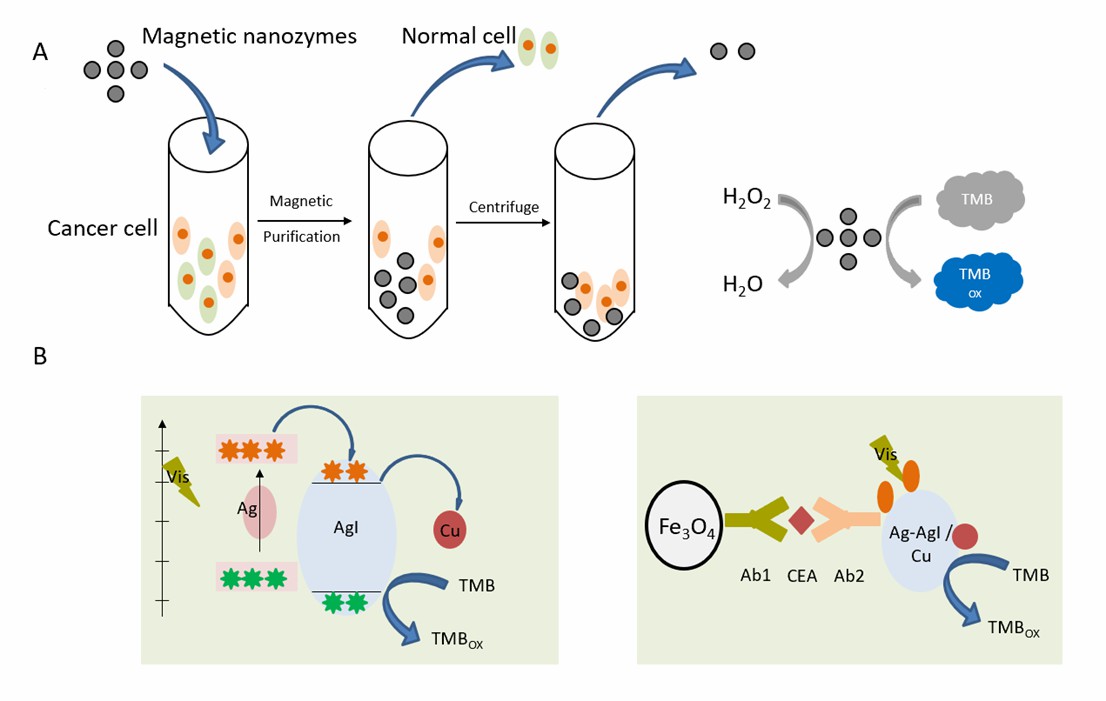 (A) zeigt die schnelle kolorimetrische Detektion von zirkulierenden Tumorzellen basierend auf bifunktionalen magnetischen Nanopartikeln. (B) zeigt den Immunoassay für das carcinoembryonale Antigen unter Verwendung von Cu<sup>2+</sup>-dotiertem Ag-AgI als photosensitiven Nanozym. - Creative Enzymes