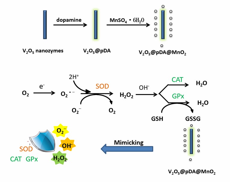 V2O5@pDA@MnO2 Nanozym-System zur Imitation des intrazellulären antioxidativen Enzym-basierten Abwehrsystems. - Creative Enzymes