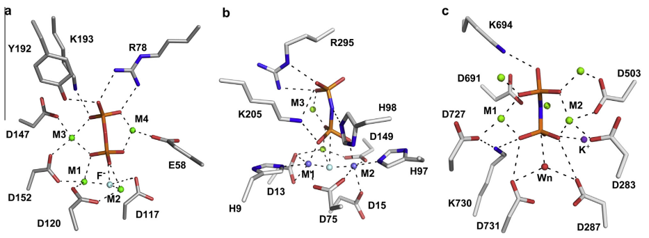 Seitenvergleich der hydrolytischen Stellen von YPPase (links), BsPPase (Mitte) und VrPPase (rechts), wobei der Unterschied in der detaillierten Geometrie der aktiven Stelle zwischen den drei Enzymen hervorgehoben wird