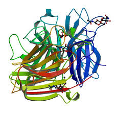 Proteinstruktur von Inulinase.