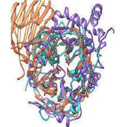 Proteinstruktur der Invertase.