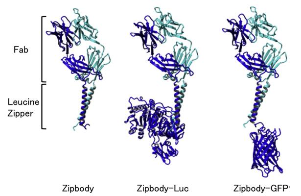 Antikörper-Enzym-Fusionsprotein.