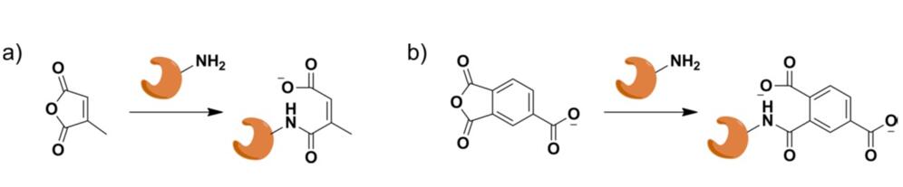 Enzymkonjugate mit kleinen Molekülen wie Anhydriden.
